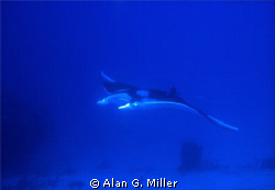 The first image I shot of a Manta, in of all places, Cane... by Alan G. Miller 